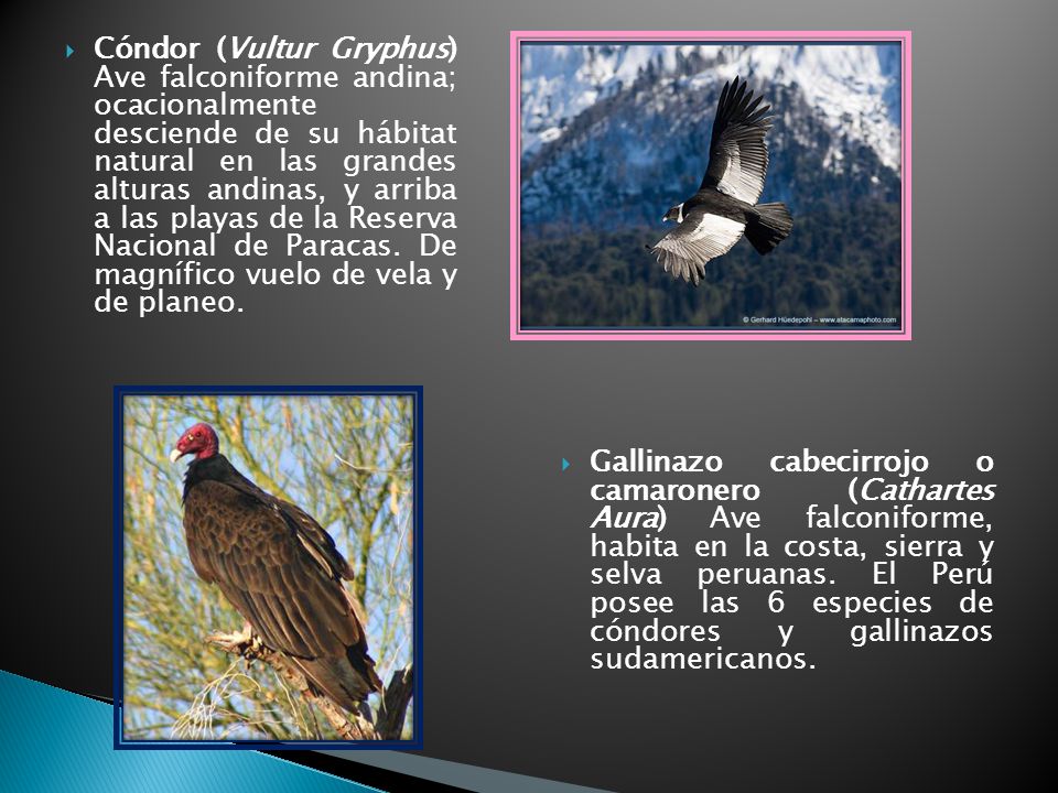 Cóndor (Vultur Gryphus) Ave falconiforme andina; ocacionalmente desciende de su hábitat natural en las grandes alturas andinas, y arriba a las playas de la Reserva Nacional de Paracas. De magnífico vuelo de vela y de planeo.