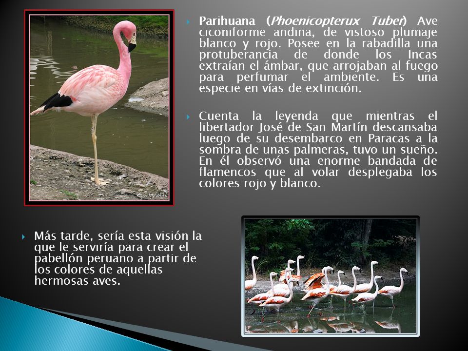 Parihuana (Phoenicopterux Tuber) Ave ciconiforme andina, de vistoso plumaje blanco y rojo. Posee en la rabadilla una protuberancia de donde los Incas extraían el ámbar, que arrojaban al fuego para perfumar el ambiente. Es una especie en vías de extinción.