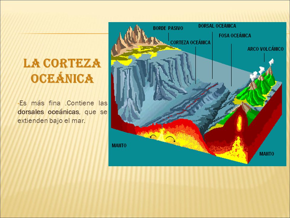 LA CORTEZA OCEÁNICA Es más fina .Contiene las dorsales oceánicas, que se extienden bajo el mar.