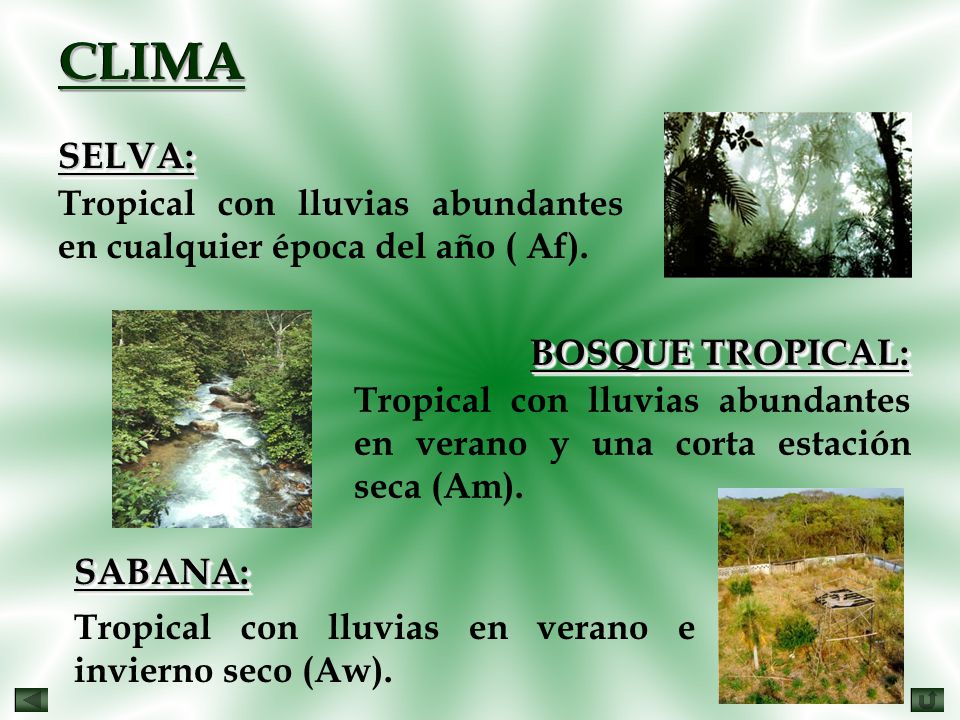 CLIMA SELVA: BOSQUE TROPICAL: SABANA: