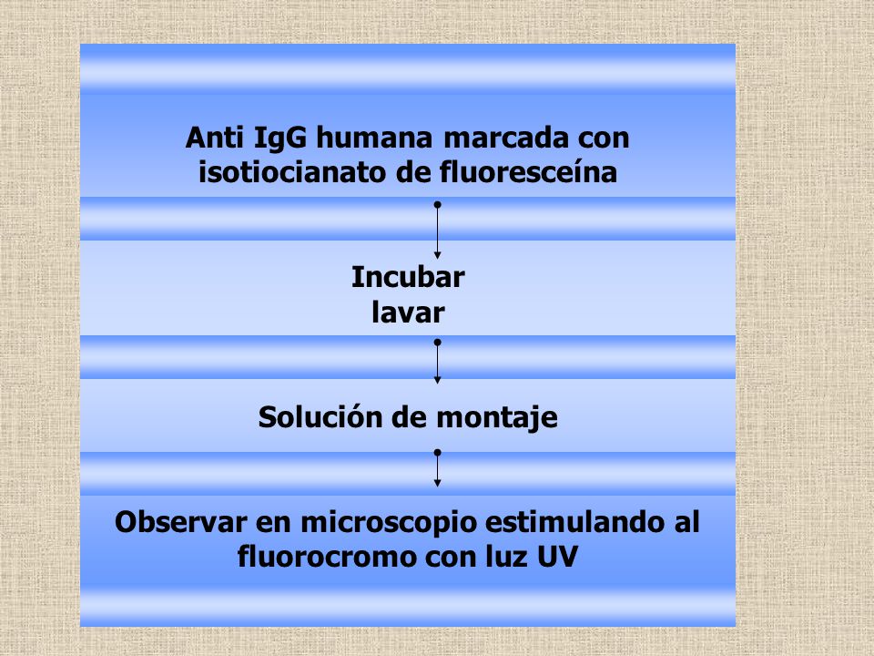 Anti IgG humana marcada con isotiocianato de fluoresceína