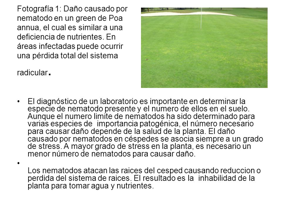 Fotografía 1: Daño causado por nematodo en un green de Poa annua, el cual es similar a una deficiencia de nutrientes. En áreas infectadas puede ocurrir una pérdida total del sistema radicular.