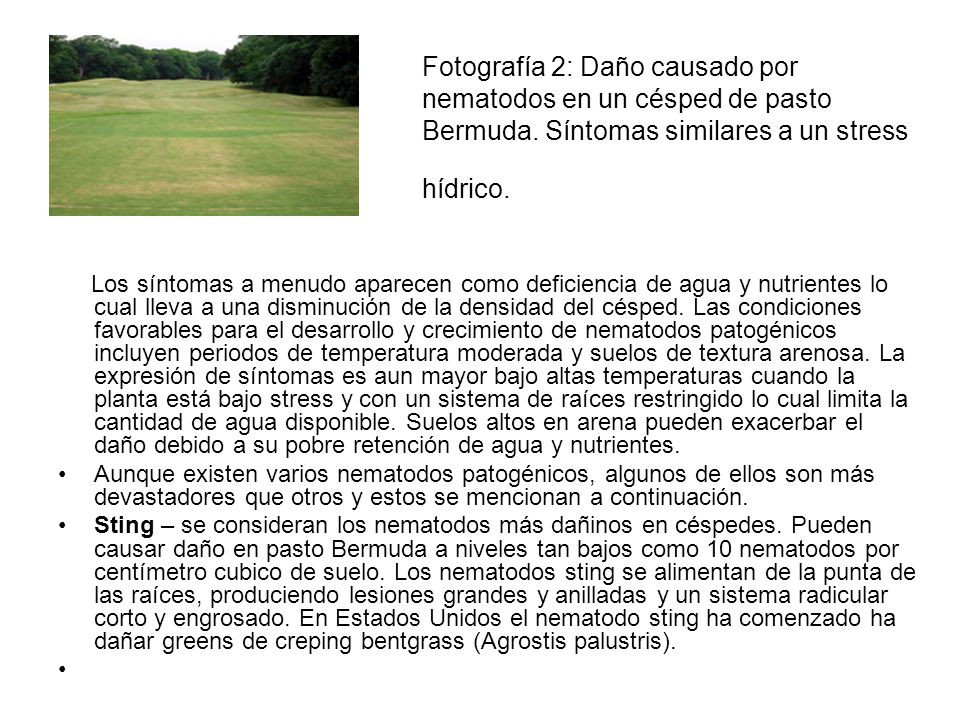 Fotografía 2: Daño causado por nematodos en un césped de pasto Bermuda