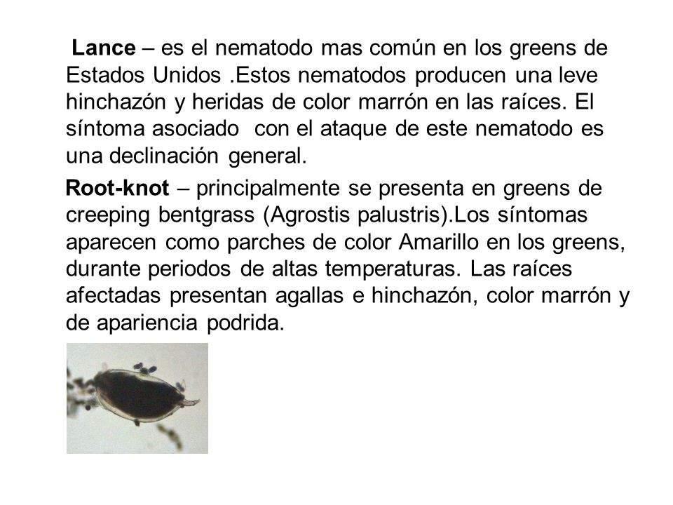 Lance – es el nematodo mas común en los greens de Estados Unidos
