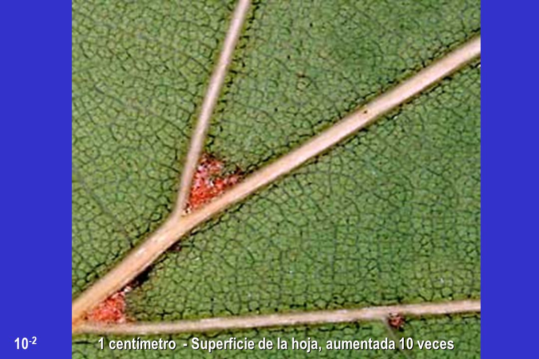 1 centímetro - Superficie de la hoja, aumentada 10 veces