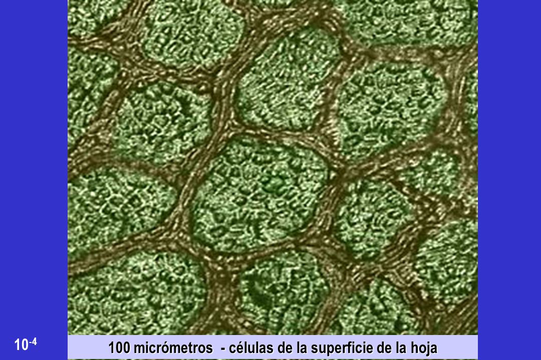 100 micrómetros - células de la superficie de la hoja