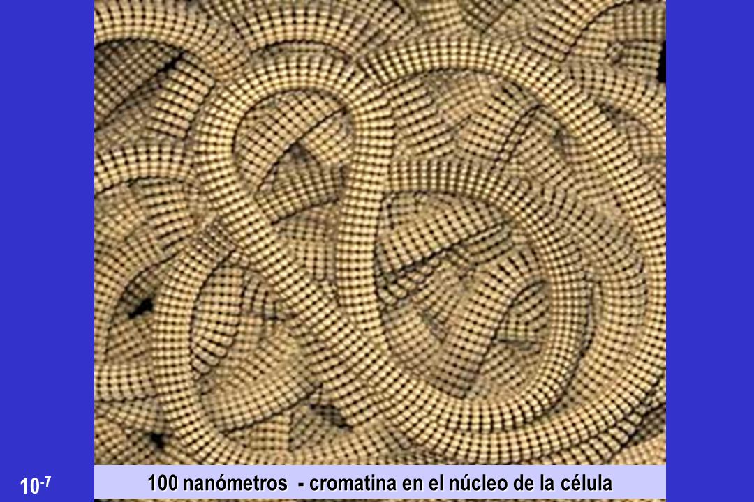 100 nanómetros - cromatina en el núcleo de la célula