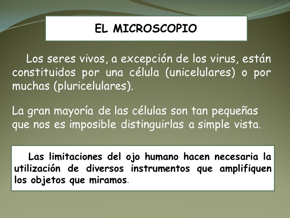 EL MICROSCOPIO Los seres vivos, a excepción de los virus, están constituidos por una célula (unicelulares) o por muchas (pluricelulares).
