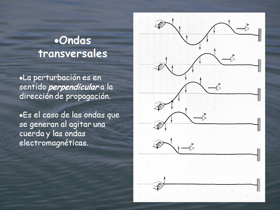 Ondas transversales La perturbación es en sentido perpendicular a la dirección de propagación.