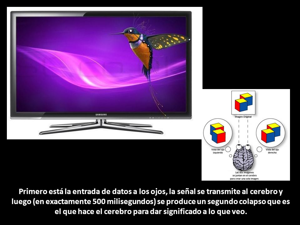 Primero está la entrada de datos a los ojos, la señal se transmite al cerebro y luego (en exactamente 500 milisegundos) se produce un segundo colapso que es el que hace el cerebro para dar significado a lo que veo.