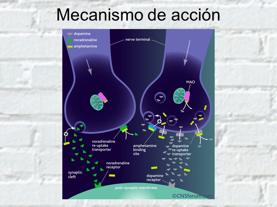 Mecanismo de acción