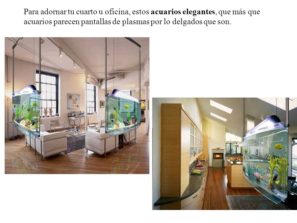 Para adornar tu cuarto u oficina, estos acuarios elegantes, que más que acuarios parecen pantallas de plasmas por lo delgados que son.