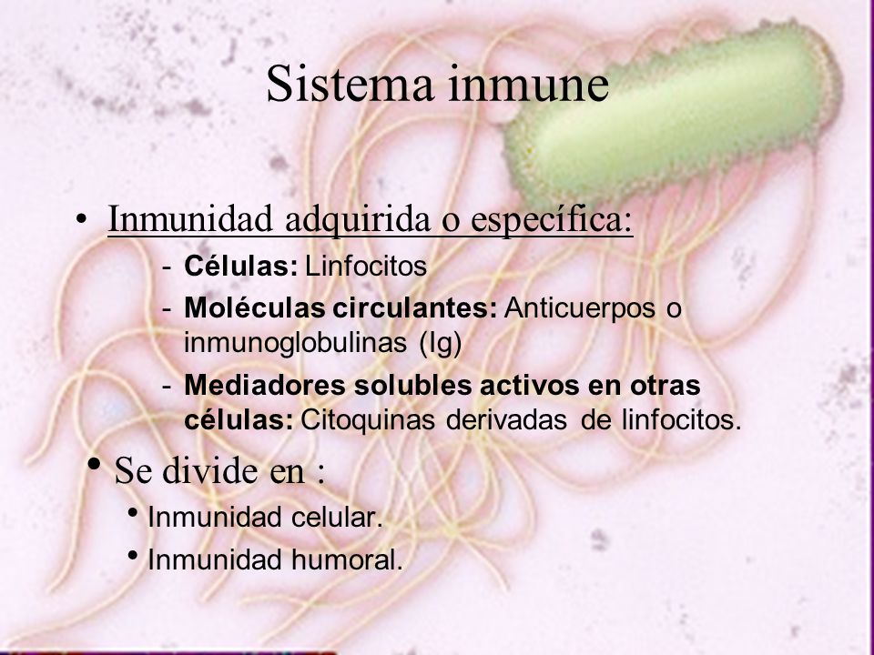 Sistema inmune Inmunidad adquirida o específica: Se divide en :