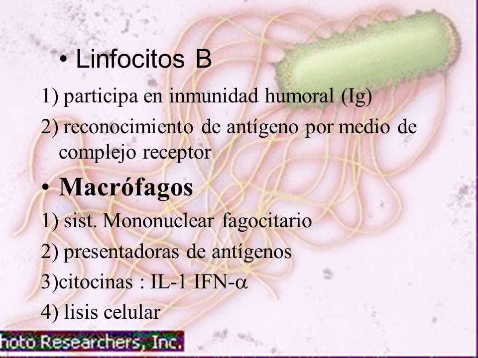 Linfocitos B Macrófagos 1) participa en inmunidad humoral (Ig)