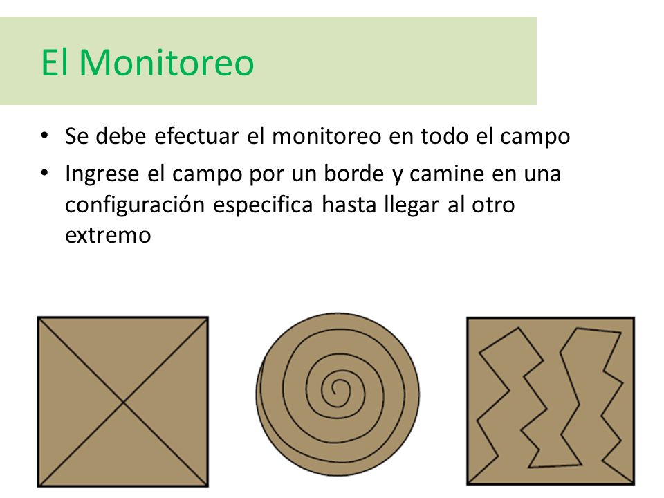 El Monitoreo Se debe efectuar el monitoreo en todo el campo