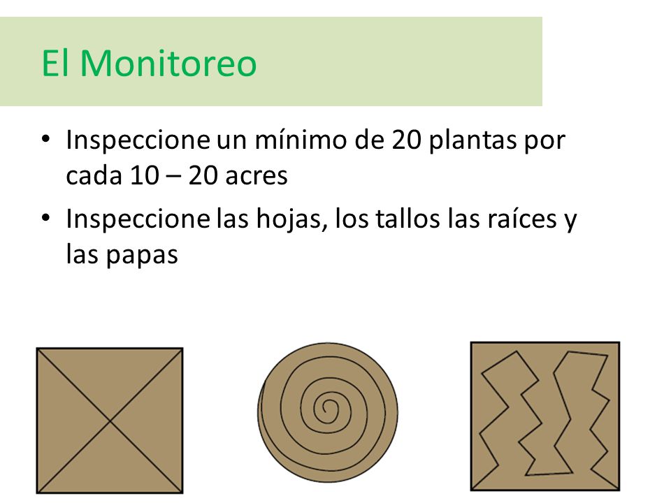 El Monitoreo Inspeccione un mínimo de 20 plantas por cada 10 – 20 acres. Inspeccione las hojas, los tallos las raíces y las papas.