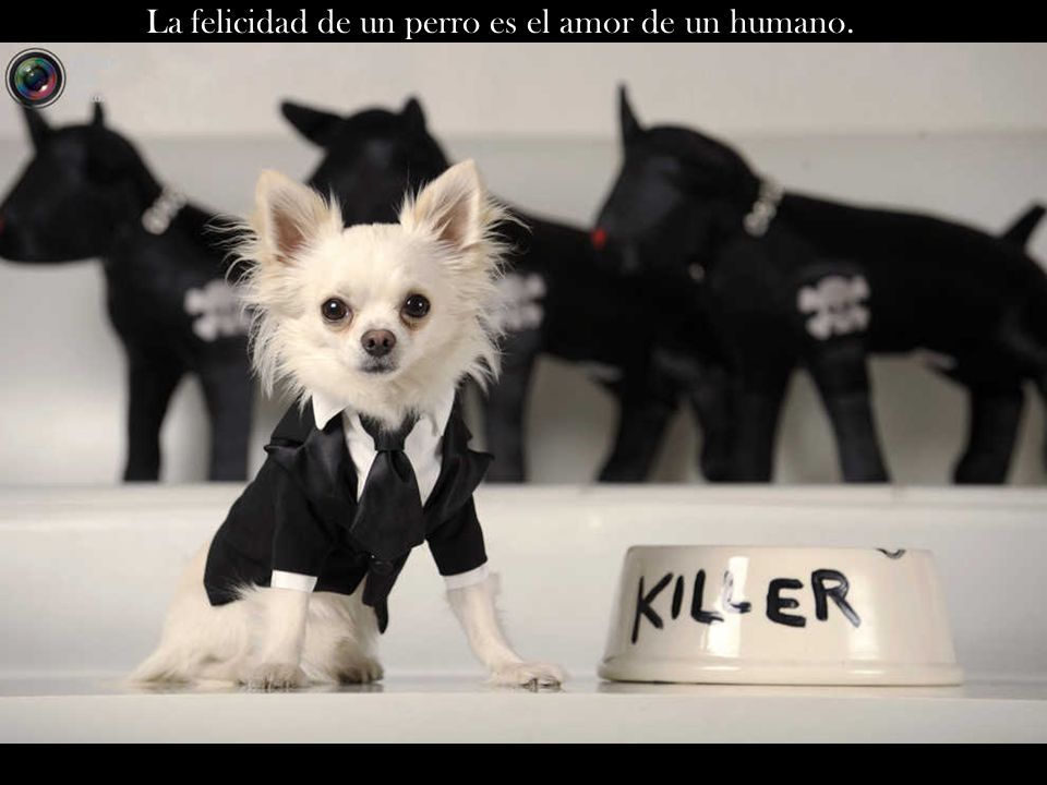 La felicidad de un perro es el amor de un humano.
