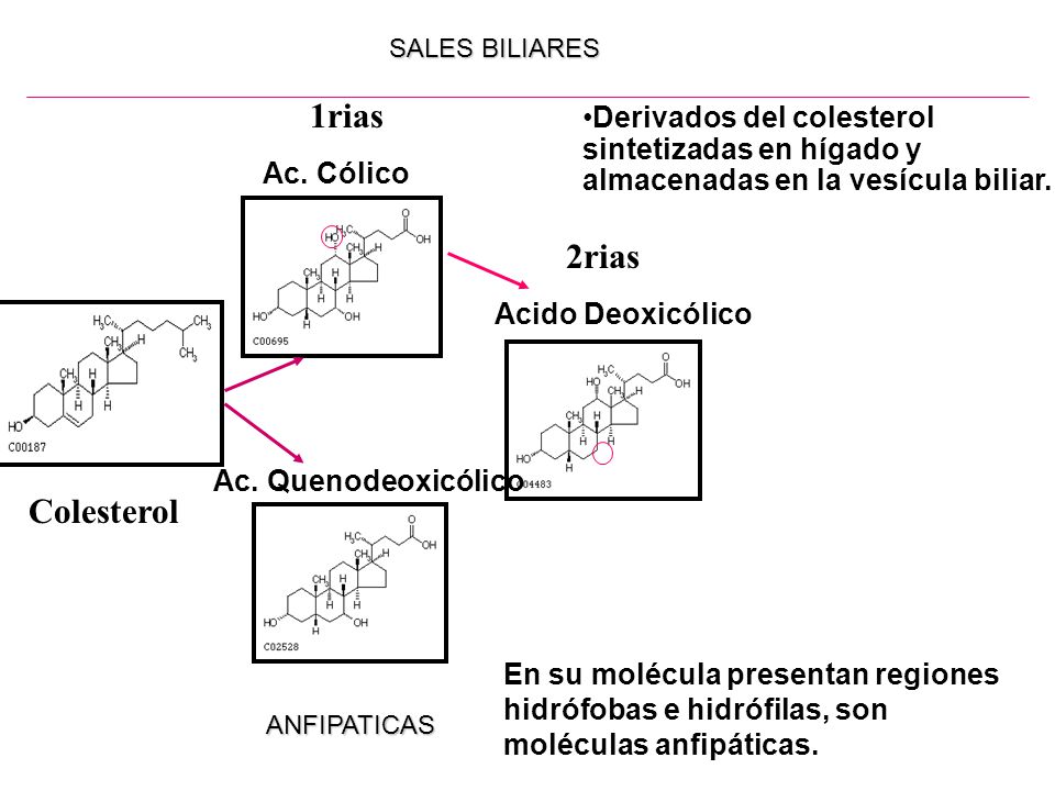 SALES BILIARES 1rias. Derivados del colesterol sintetizadas en hígado y almacenadas en la vesícula biliar.
