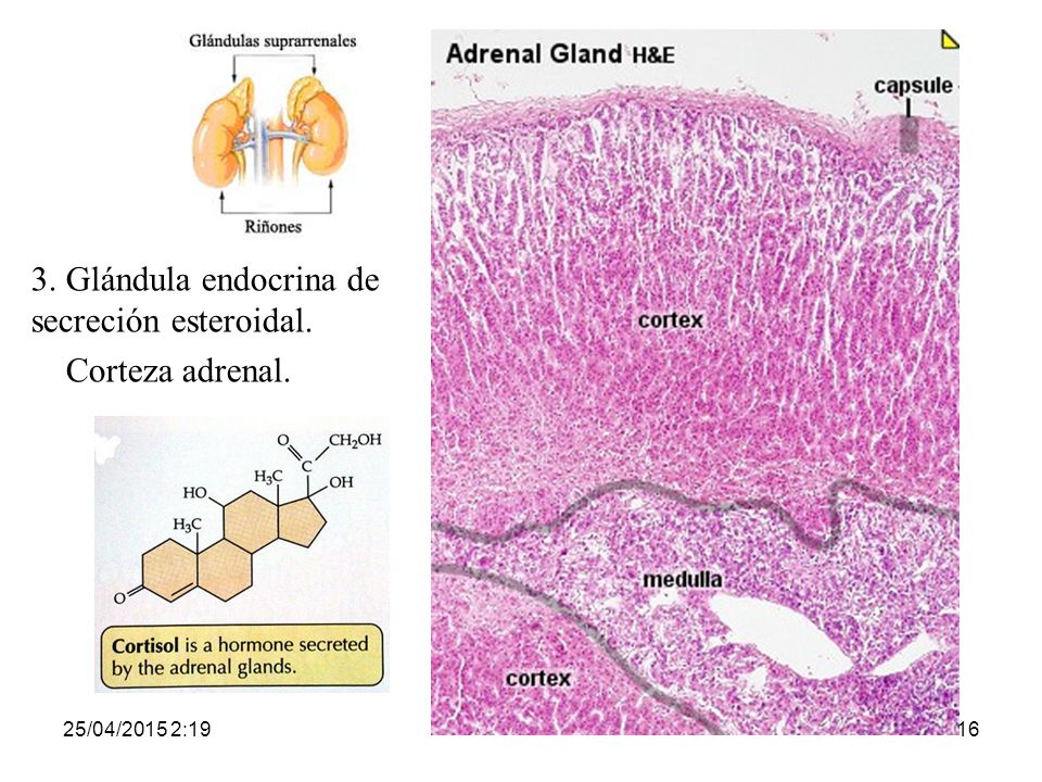 3. Glándula endocrina de secreción esteroidal. Corteza adrenal.