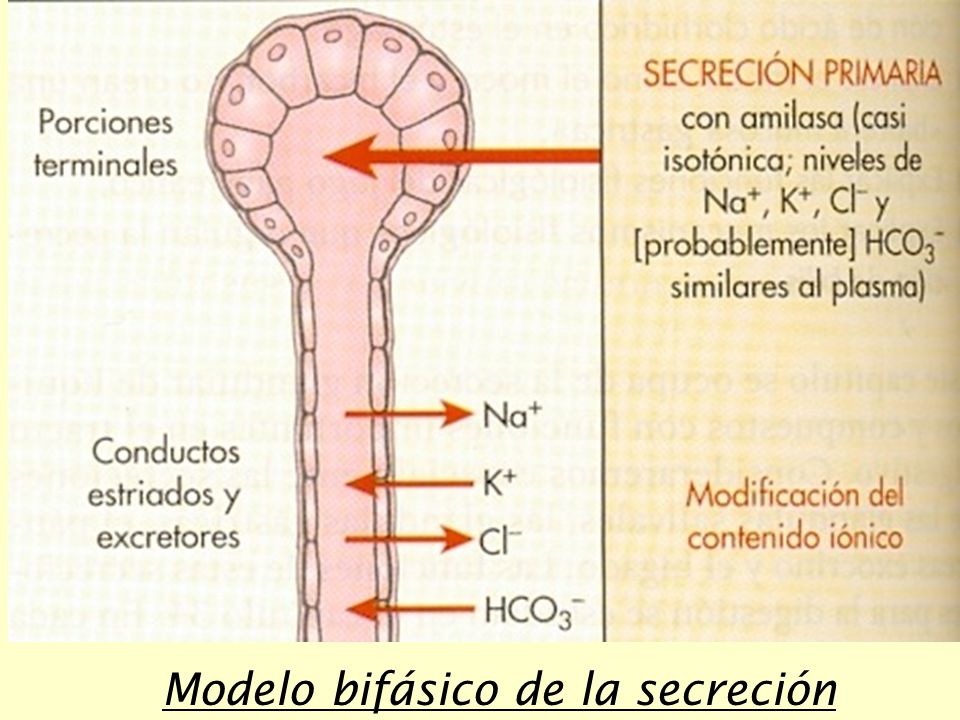 Modelo bifásico de la secreción