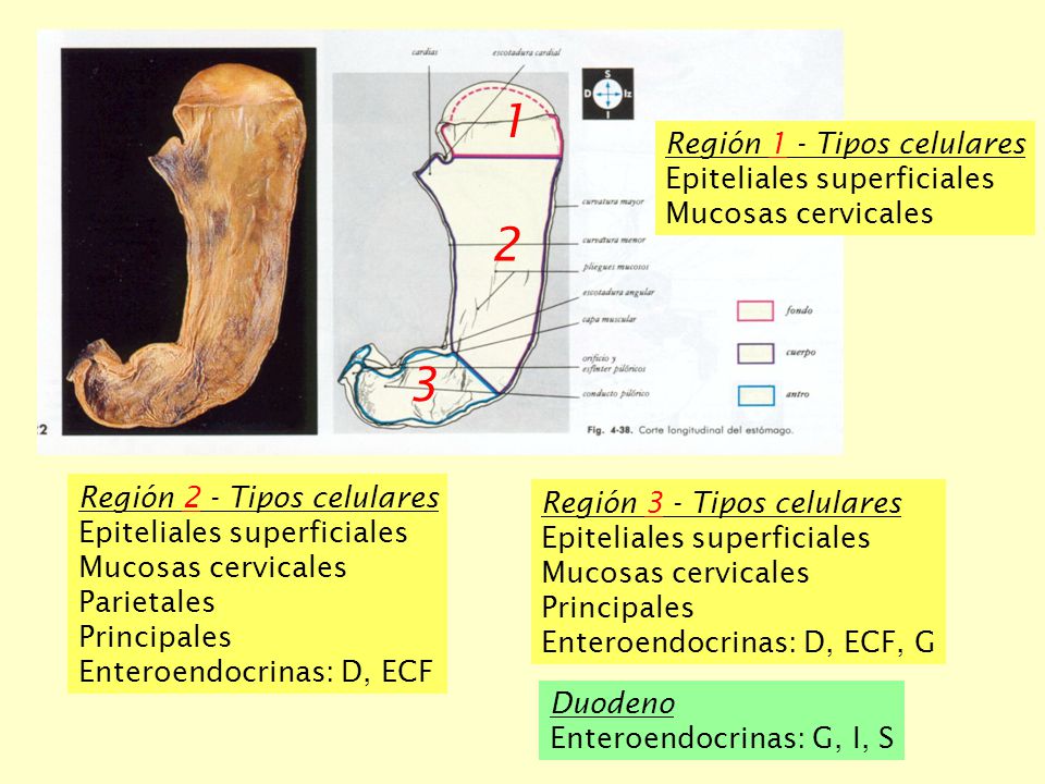 1 2 3 Región 1 - Tipos celulares Epiteliales superficiales