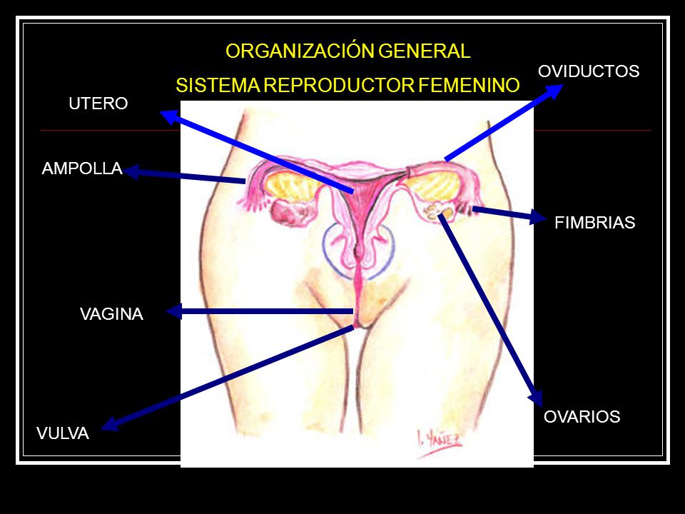 SISTEMA REPRODUCTOR FEMENINO