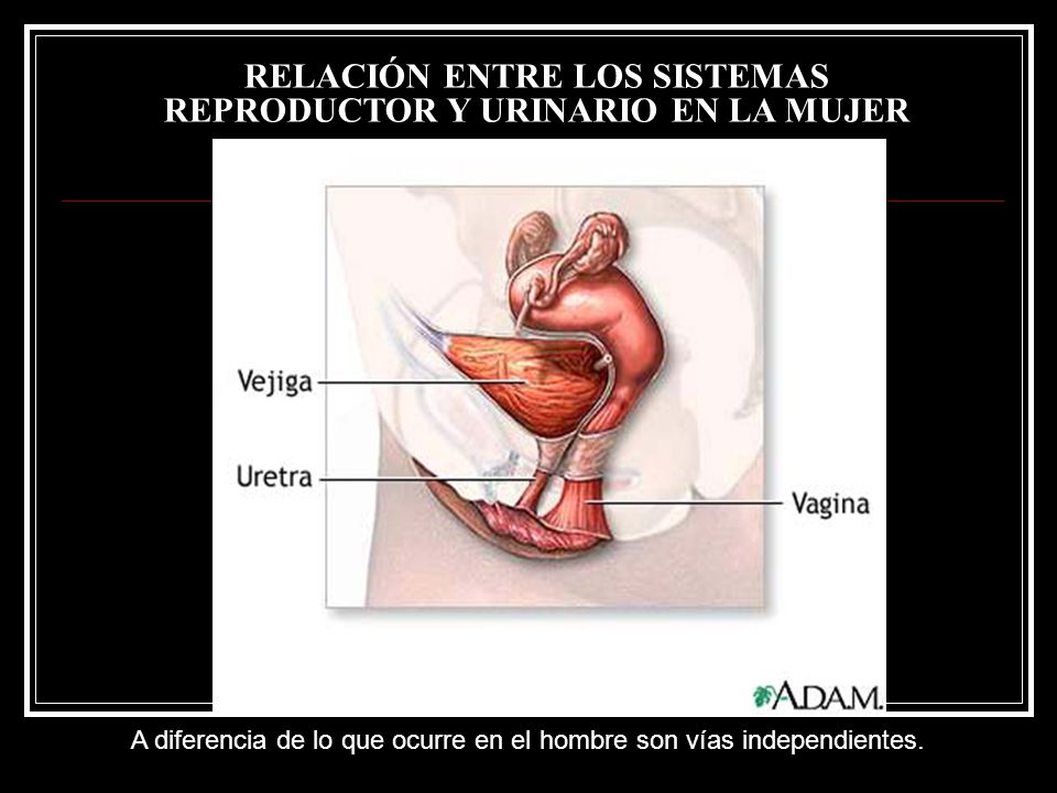 RELACIÓN ENTRE LOS SISTEMAS REPRODUCTOR Y URINARIO EN LA MUJER