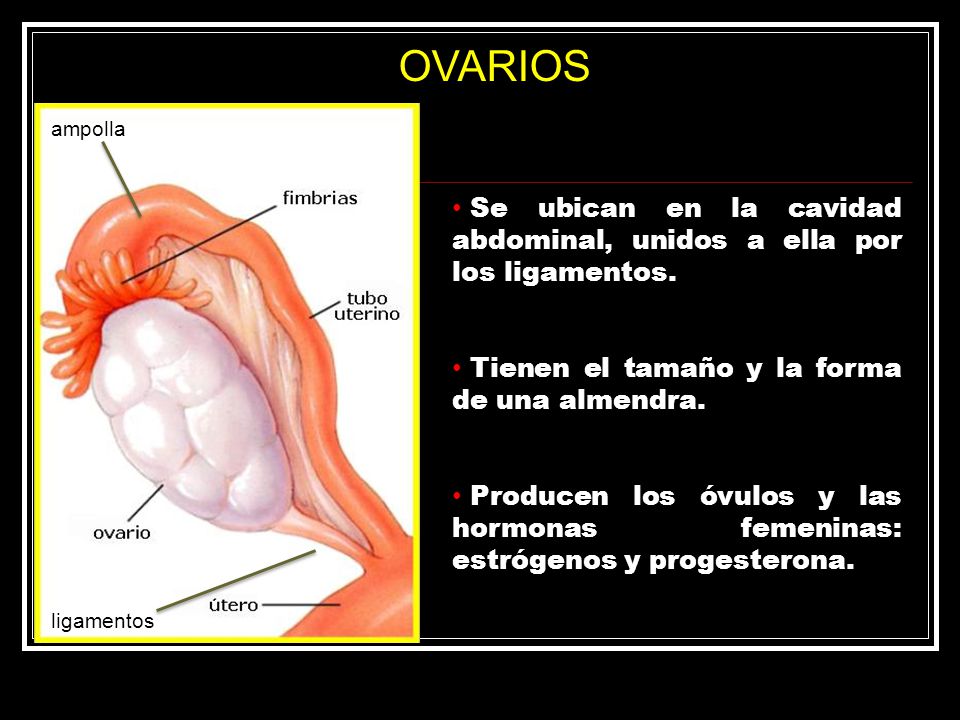 OVARIOS ampolla. Se ubican en la cavidad abdominal, unidos a ella por los ligamentos. Tienen el tamaño y la forma de una almendra.