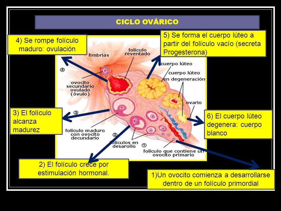 5) Se forma el cuerpo lúteo a partir del folículo vacío (secreta