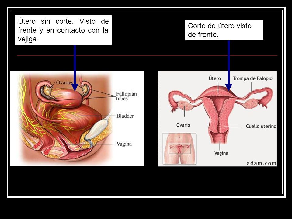 Útero sin corte: Visto de frente y en contacto con la vejiga.