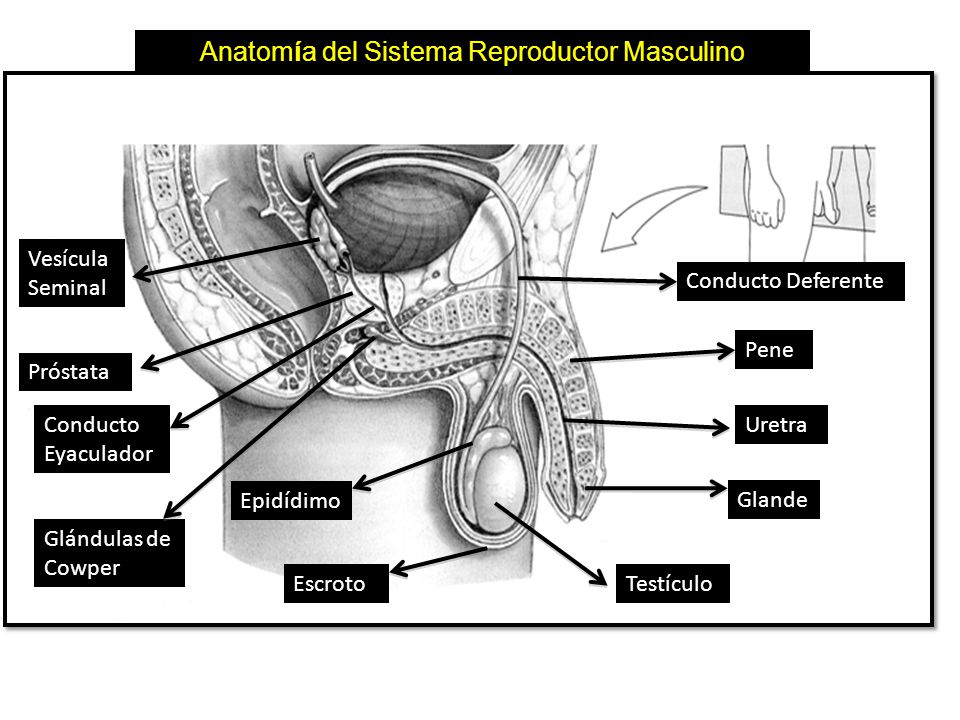 Anatomía del Sistema Reproductor Masculino