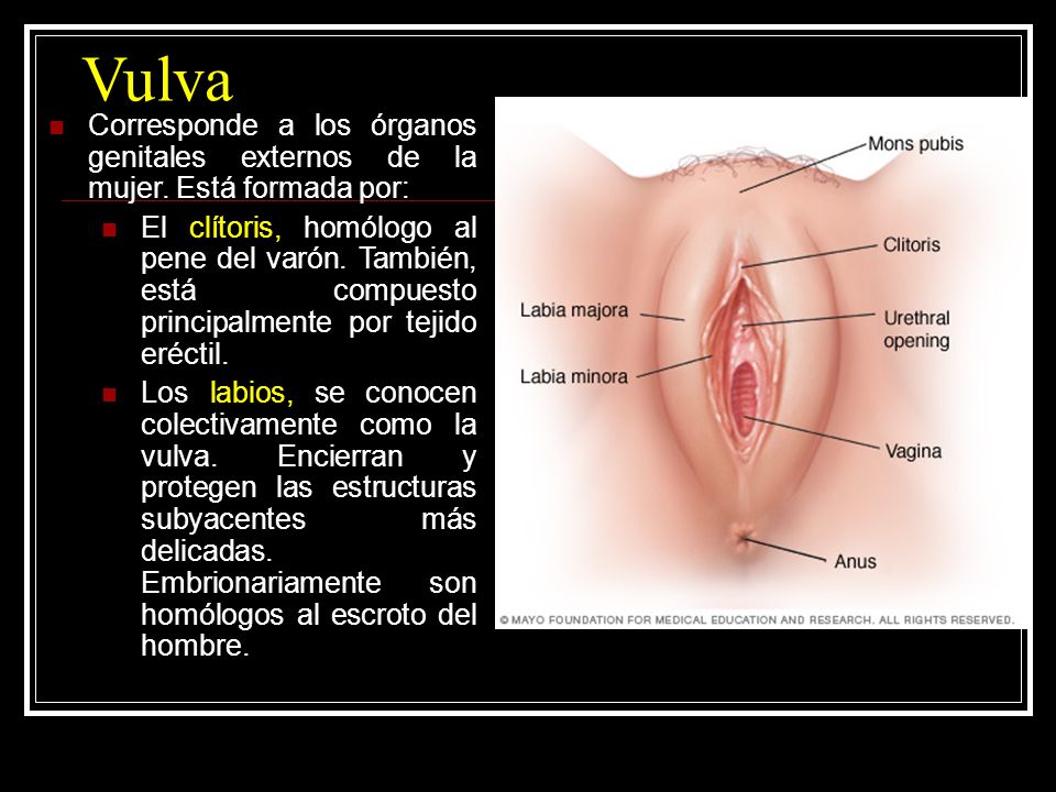 Vulva Corresponde a los órganos genitales externos de la mujer. Está formada por: