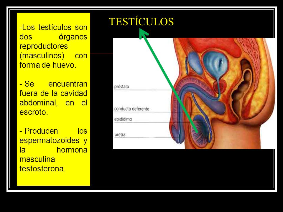TESTÍCULOS Los testículos son dos órganos reproductores (masculinos) con forma de huevo. Se encuentran fuera de la cavidad abdominal, en el escroto.