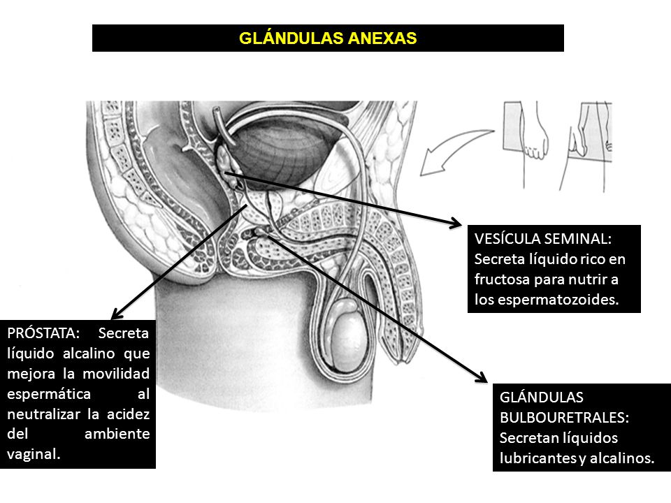 GLÁNDULAS ANEXAS VESÍCULA SEMINAL: Secreta líquido rico en fructosa para nutrir a los espermatozoides.