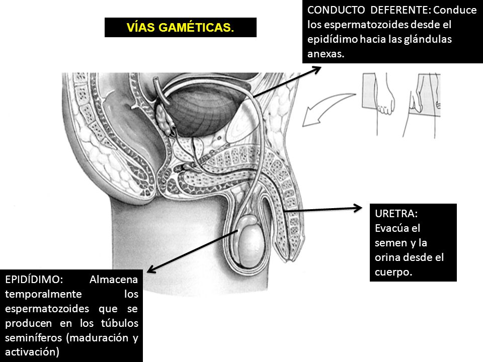 CONDUCTO DEFERENTE: Conduce los espermatozoides desde el epidídimo hacia las glándulas anexas.