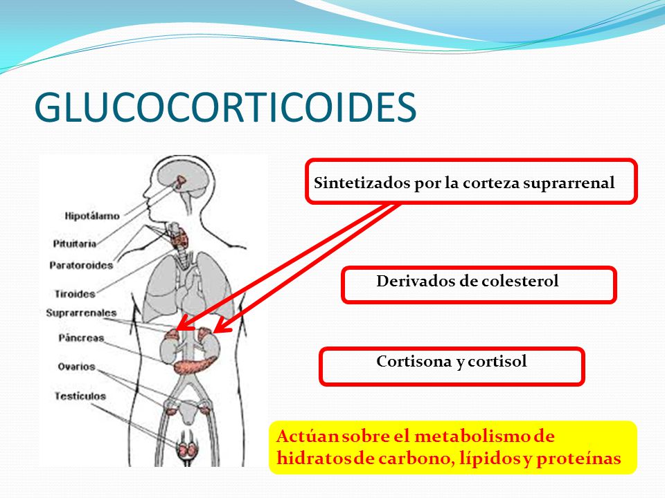 GLUCOCORTICOIDES Sintetizados por la corteza suprarrenal. Derivados de colesterol. Cortisona y cortisol.