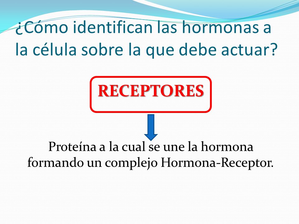 ¿Cómo identifican las hormonas a la célula sobre la que debe actuar