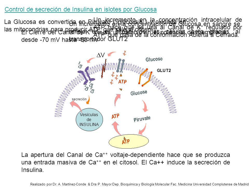 Control de secreción de Insulina en islotes por Glucosa