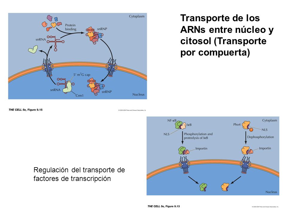 Transporte de los ARNs entre núcleo y citosol (Transporte por compuerta)