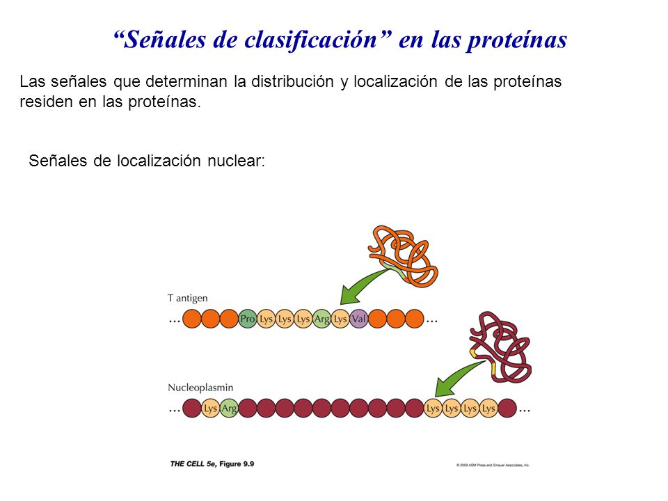 Señales de clasificación en las proteínas