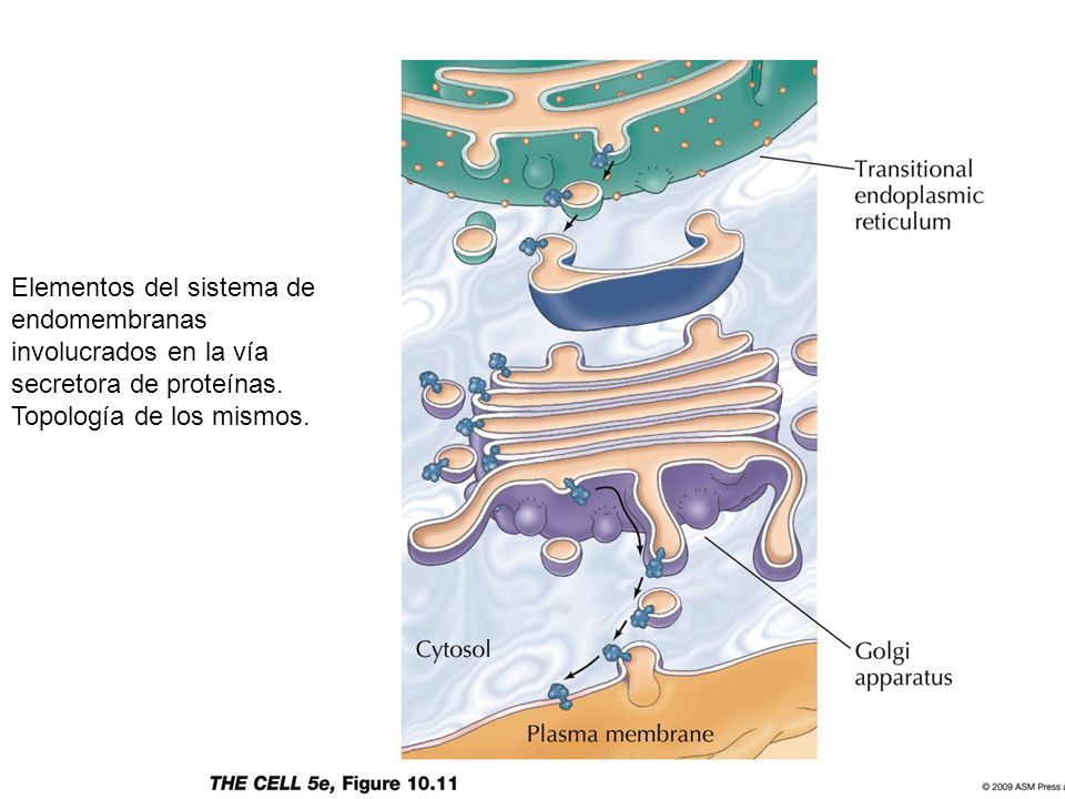 Elementos del sistema de endomembranas involucrados en la vía secretora de proteínas.