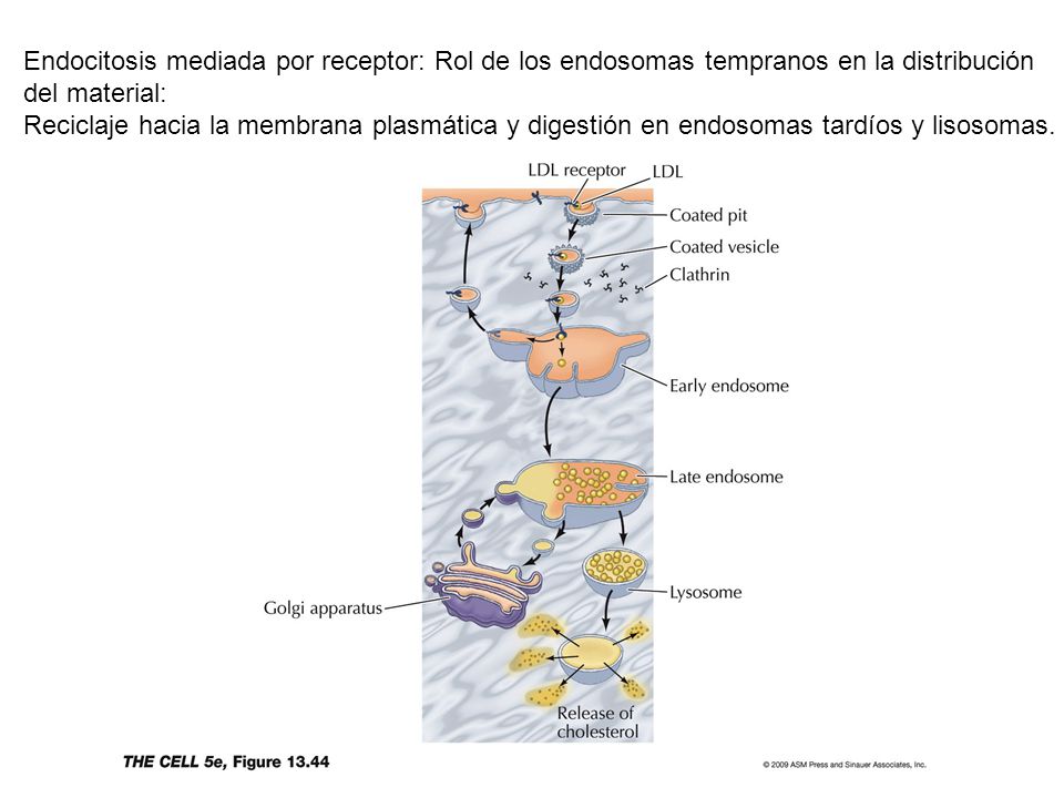 Endocitosis mediada por receptor: Rol de los endosomas tempranos en la distribución