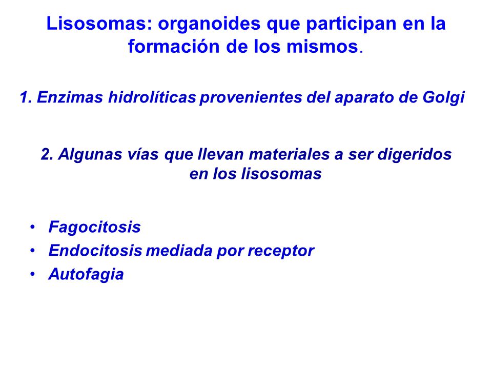 Lisosomas: organoides que participan en la formación de los mismos.