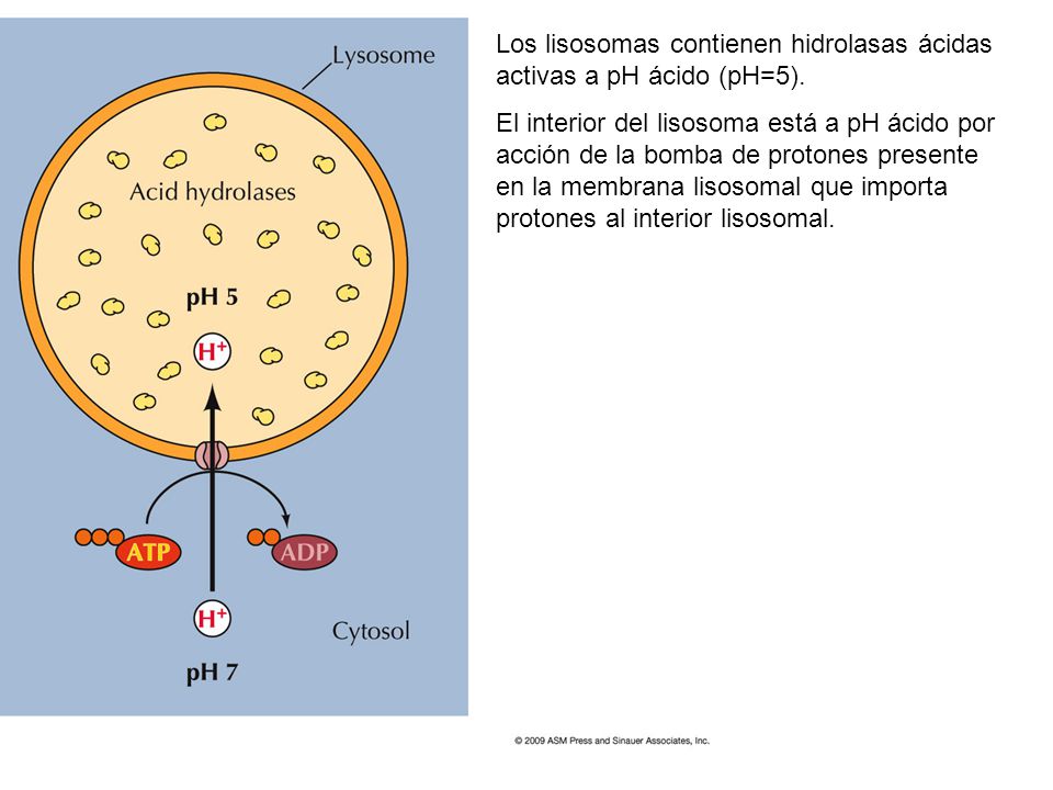 Los lisosomas contienen hidrolasas ácidas activas a pH ácido (pH=5).