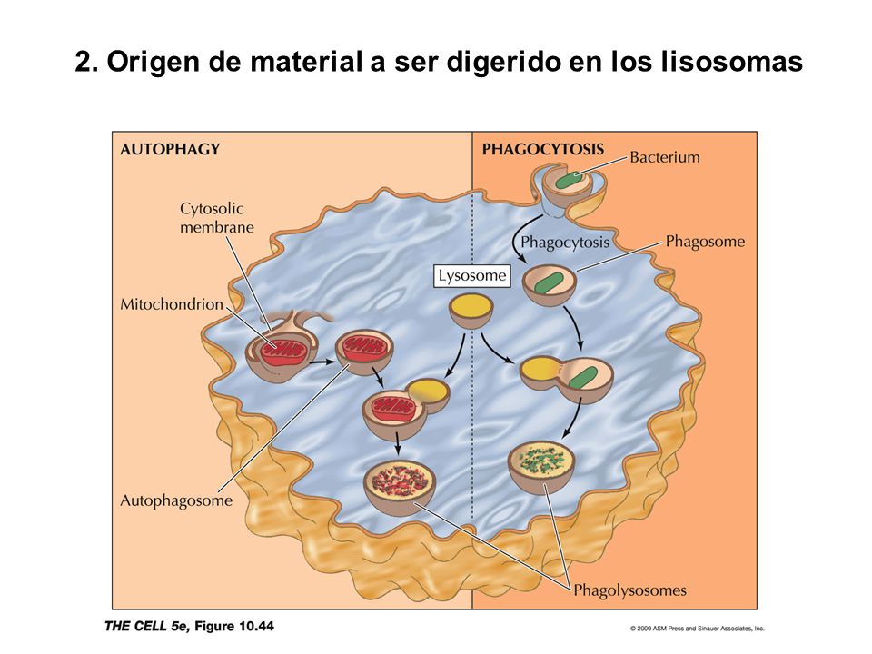 2. Origen de material a ser digerido en los lisosomas