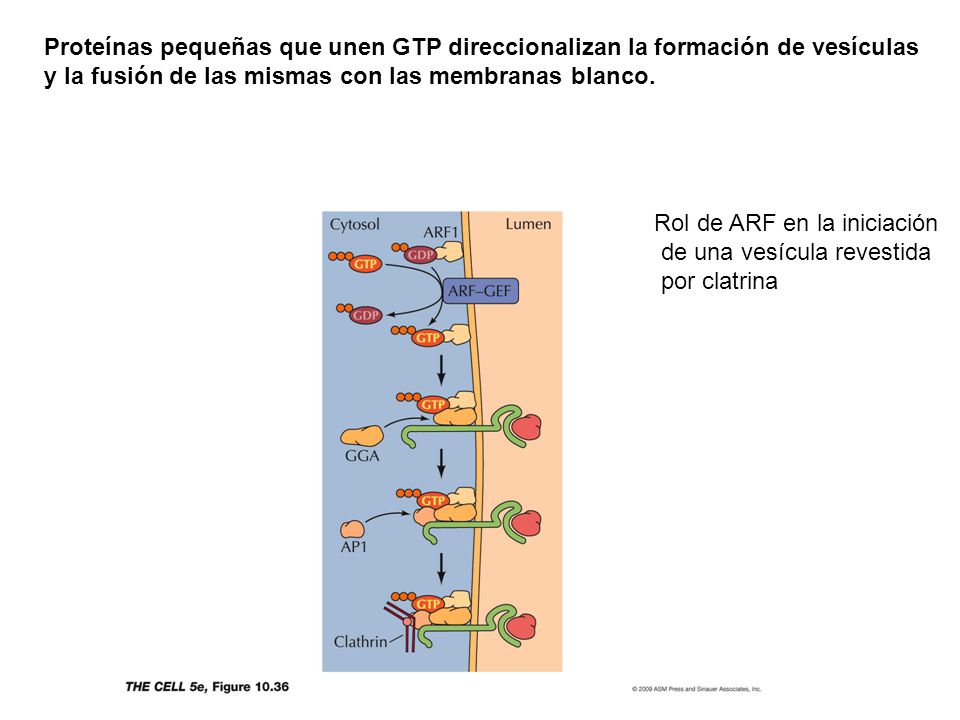 Proteínas pequeñas que unen GTP direccionalizan la formación de vesículas