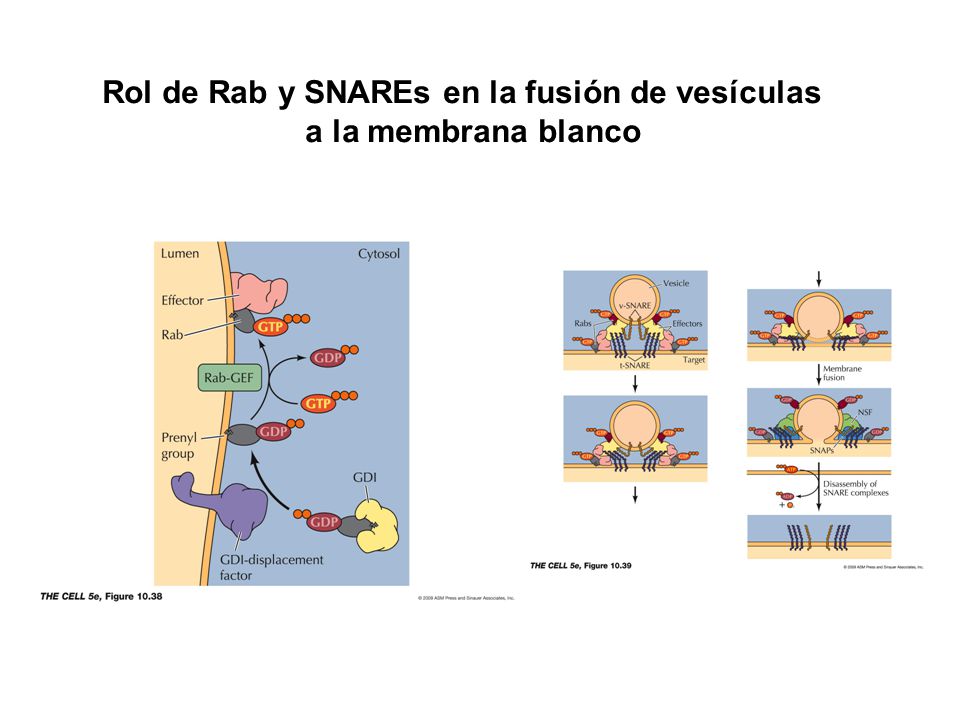 Rol de Rab y SNAREs en la fusión de vesículas