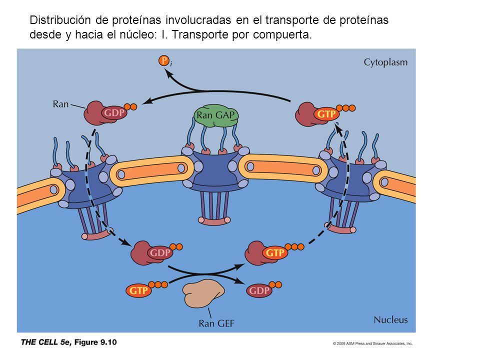 Distribución de proteínas involucradas en el transporte de proteínas desde y hacia el núcleo: I.