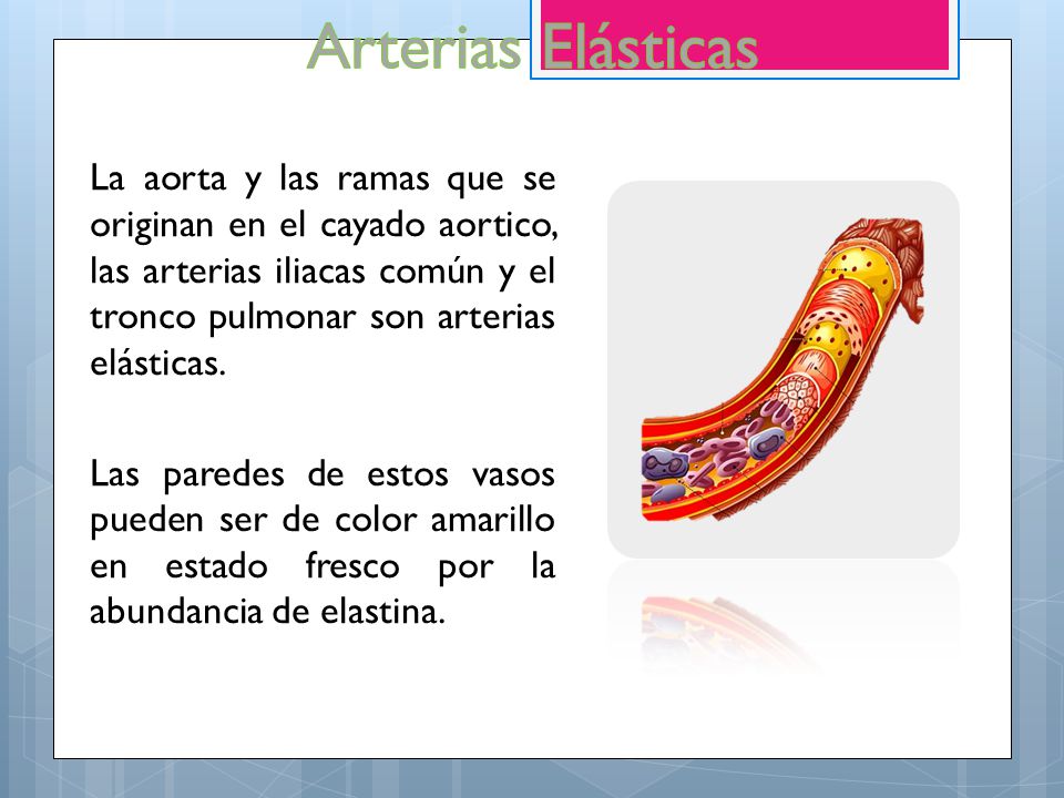 Arterias Elásticas La aorta y las ramas que se originan en el cayado aortico, las arterias iliacas común y el tronco pulmonar son arterias elásticas.