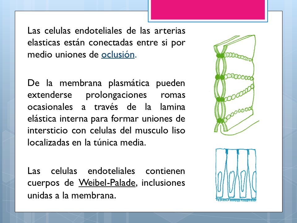 Las celulas endoteliales de las arterias elasticas están conectadas entre si por medio uniones de oclusión.
